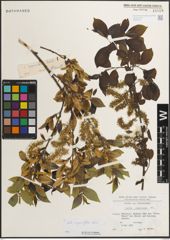 Foto von Salix myrsinifolia Salisb.